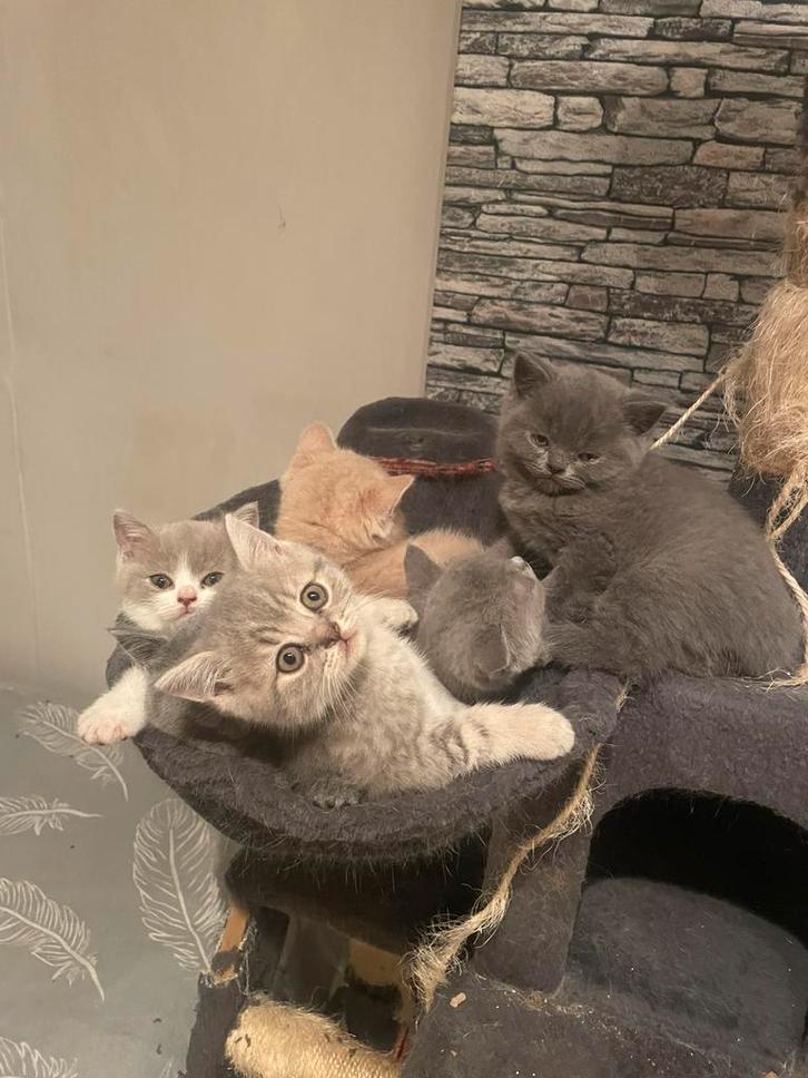 Britse korthaar kittens, Dieren en Toebehoren, Katten en Kittens | Raskatten | Korthaar, Meerdere dieren, 0 tot 2 jaar, Gechipt