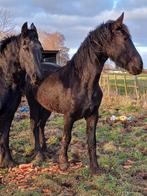 Jument frison, Dieren en Toebehoren, Overige Dieren-accessoires, Nieuw, Ophalen of Verzenden