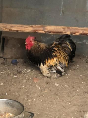 Cochin kriel haan beschikbaar voor biedingen
