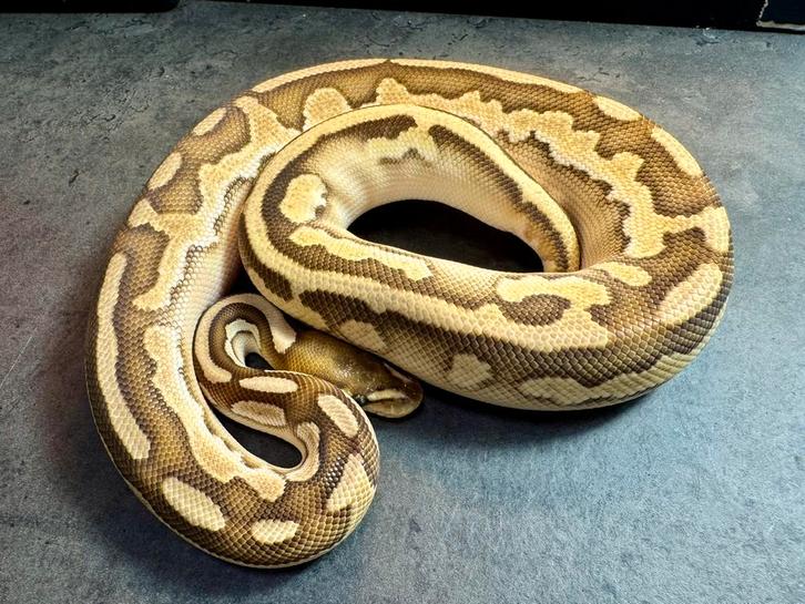 Koningspython man butter het hypo het piebald, Dieren en Toebehoren, Reptielen en Amfibieën, Slang, 0 tot 2 jaar, Tam