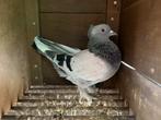 Takla duif, Dieren en Toebehoren