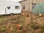 Eieren van kippen met buitenbeloop, Dieren en Toebehoren, Ophalen, Zo goed als nieuw