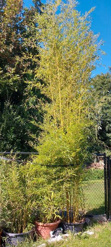 Bamboe phyllostachys aureocaulis harbin inversa beschikbaar voor biedingen