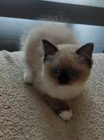 Ragdoll kitten, Poes, Gechipt, 0 tot 2 jaar
