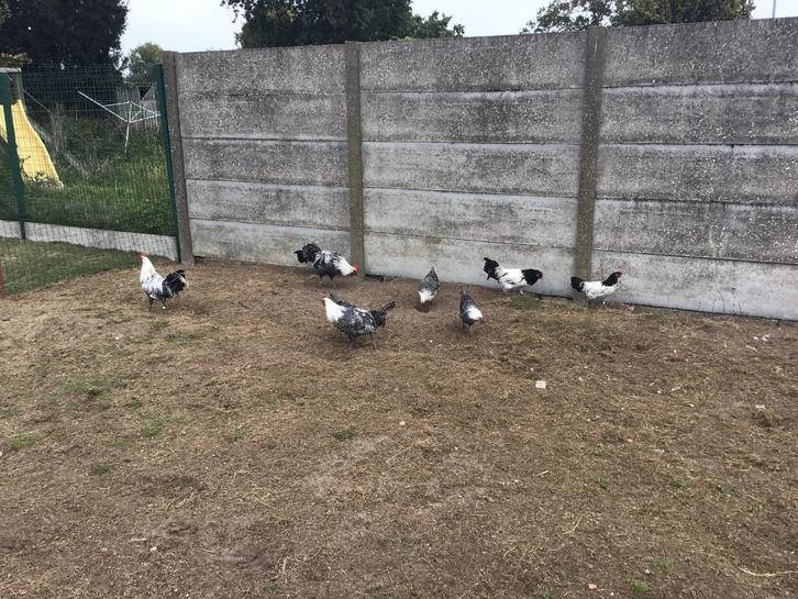 Jonge hanen Zilverbrakel en lakenvelder, Dieren en Toebehoren, Pluimvee, Kip, Mannelijk