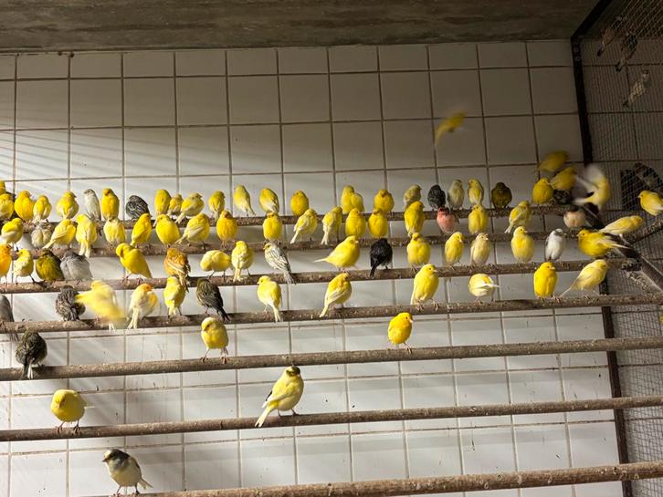 Kanaries, exoten en parkieten, Animaux & Accessoires, Oiseaux | Oiseaux Autre