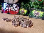 0.1 ghost 100%het albino, Dieren en Toebehoren, Reptielen en Amfibieën