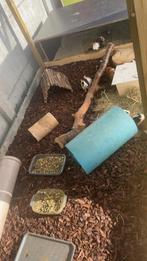 Zoek je een nieuwe thuis voor je dieren ? Lees even!, Dieren en Toebehoren, Cavia, Meerdere dieren, Tam, September