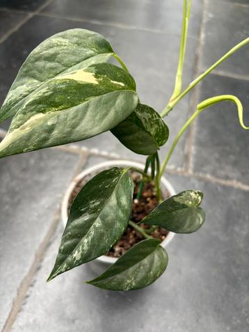 Epipremnum variegata beschikbaar voor biedingen