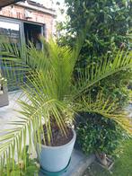 Prachtige palmboom in pot, Tuin en Terras, Ophalen