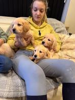Prachtige golden retriever pups, Golden retriever, Chien (mâle), Hépatite contagieuse (maladie de Rubarth), Belgique