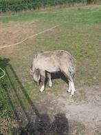 Zeer leuk hengst veulen van 2 maanden oud, Dieren en Toebehoren, Pony's, Hengst