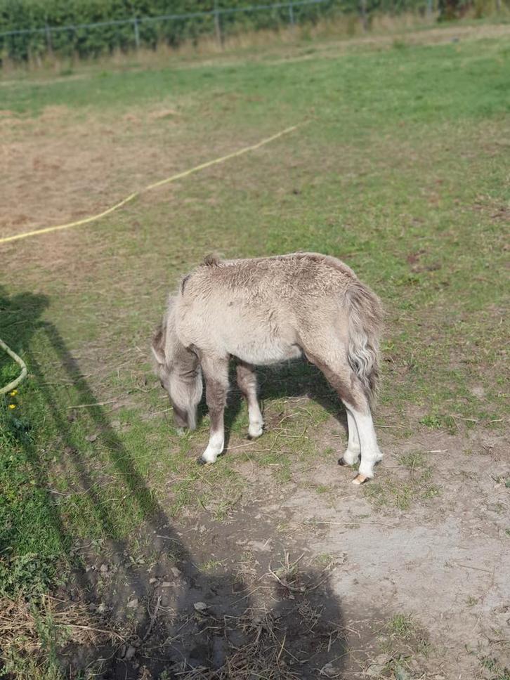 Zeer leuk hengst veulen van 2 maanden oud, Dieren en Toebehoren, Pony's, Hengst