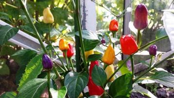 Graines de piment CHINESE FIVE COLOR (20 pièces), Envoi, Printemps, Plein soleil, Graine