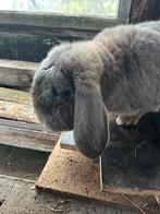 Franse hangoor mannelijk, Mâle, Grand, Oreilles tombantes, 0 à 2 ans