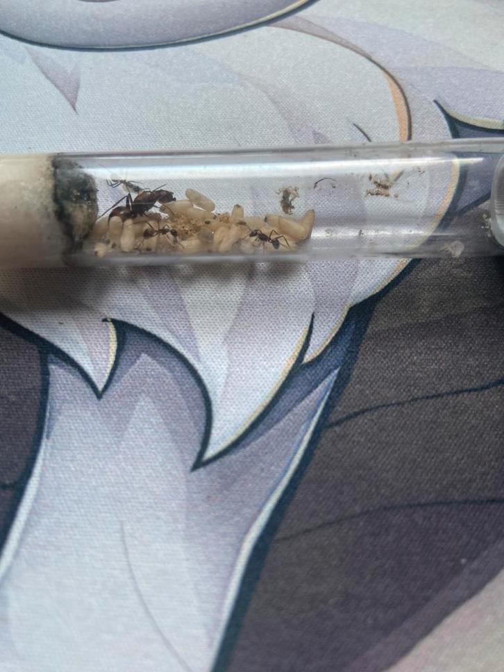 Camponotus nicobarensis poppen, Dieren en Toebehoren, Insecten en Spinnen, Mieren