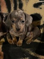 teckel pups,dwerg,bleu merle,reutje, Dieren en Toebehoren, België, Reu, 8 tot 15 weken, Korthaar