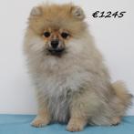 Dwergkees & Kleine Kees puppy's te koop, 15 weken tot 1 jaar, Buitenland, CDV (hondenziekte), Meerdere
