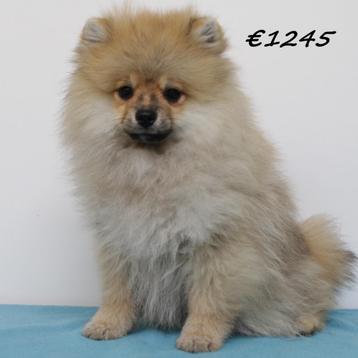 Dwergkees & Kleine Kees puppy's te koop beschikbaar voor biedingen