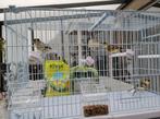 Kanarie, Dieren en Toebehoren, Vogels | Kanaries, Geslacht onbekend