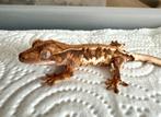 Wimpergekko 2025, Dieren en Toebehoren