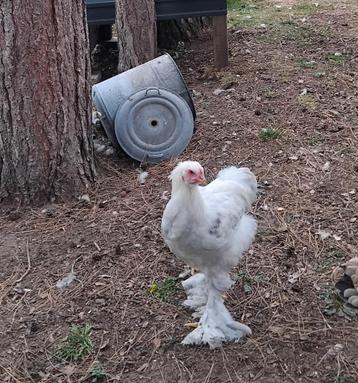 Jonge brahma haan juni 25