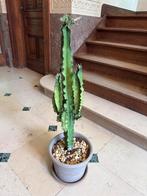 Cactus 80cm, Groene kamerplant, Ophalen, Cactus, Minder dan 100 cm
