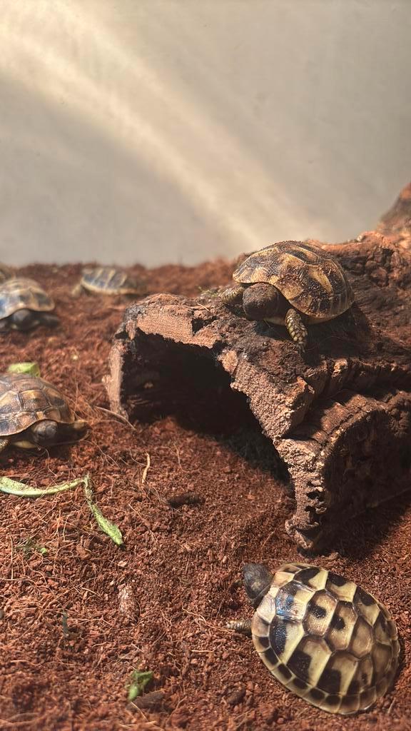 Tortue d'Hermann, Dieren en Toebehoren, Reptielen en Amfibieën, Schildpad, 0 tot 2 jaar, Tam