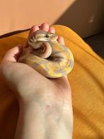 Ballpython, Animaux & Accessoires, Serpent, 0 à 2 ans