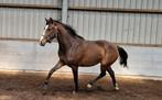 Orchid's pepper, Dieren en Toebehoren, Pony's, Onbeleerd, Springpony, Merrie, 0 tot 2 jaar