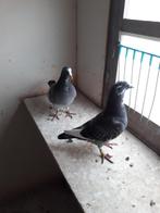 PIGEONS DE VOYAGE, Animaux & Accessoires, Oiseaux | Pigeons, Plusieurs animaux, Pigeon voyageur