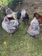 Wyandotte kriel broedeieren, Dieren en Toebehoren, Geslacht onbekend, Kip