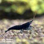 Blue Sapphire Neocaridina garnalen, Kreeft, Krab of Garnaal, Zoetwatervis, Schoolvis