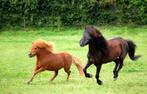 GEZOCHT shetlander merrie/ruin, Jument, Ne s'applique pas, Poney A (jusqu'à 1.17 m)
