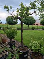 Druivelaar - Vitis Vinifera met mooie rechte stam, Jardin & Terrasse, Plantes | Arbres fruitiers, Enlèvement