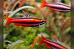Koraal rode Nannostomus Mortenthaleri - Belgische nakweek!, Vis, Zoetwatervis, Schoolvis