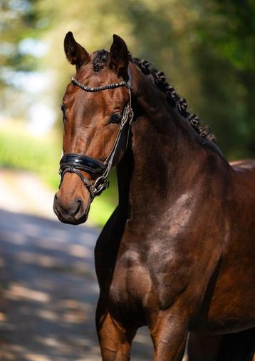 Leuk paard voor de toekomst  beschikbaar voor biedingen
