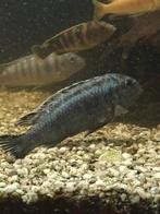 Groot cichlide bestand  tot 20 CM, Dieren en Toebehoren, Vissen | Aquariumvissen, Vis, Zoetwatervis, Schoolvis