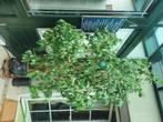 Plante verte ficus grand + pot terre cuite et soucoupe, Huis en Inrichting, Kamerplanten, Ophalen, Ficus, 200 cm of meer, In pot