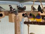 Vogels paddas