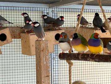 Vogels paddas beschikbaar voor biedingen