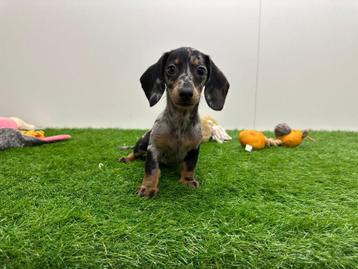 Teckel Mini pups, Animaux & Accessoires, Poils courts, Parvovirose, Plusieurs, Nain