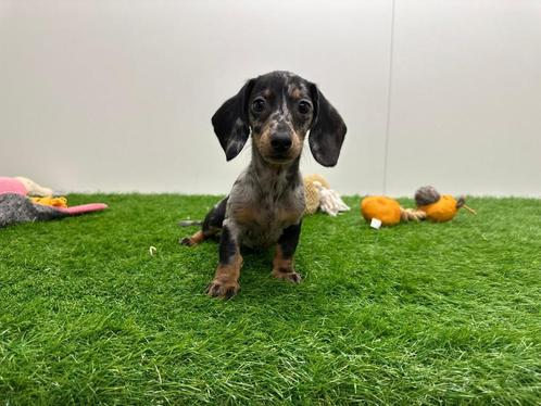 Teckel Mini pups, Dieren en Toebehoren, Honden | Teckels en Dashonden, Meerdere dieren, Korthaar, Dwerg, Fokker | Professioneel