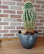 Mooie grote cactus met pot, Maison & Meubles, Plantes d'intérieur, Enlèvement, Cactus