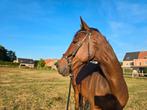 Engelse volbloed Highland, Dieren en Toebehoren, Paarden, Ruin, 160 tot 165 cm, 7 tot 10 jaar