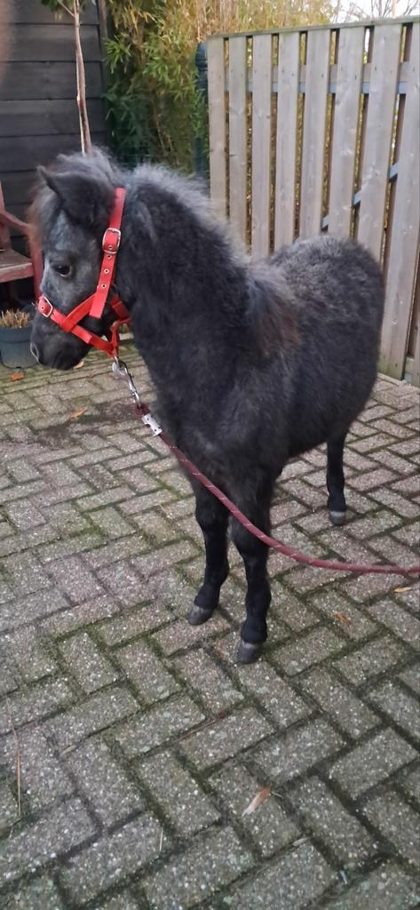 Mooie  a pony veulen  kinderpony, Dieren en Toebehoren, Pony's