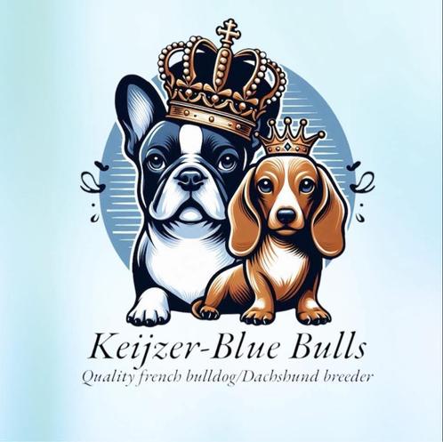 Zeer mooie kaninchen/dwergteckel pups, Dieren en Toebehoren, Honden | Teckels en Dashonden, Meerdere dieren, Korthaar, Kaninchen