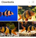 Gezocht Clownbotia, Dieren en Toebehoren, Vis, Zoetwatervis