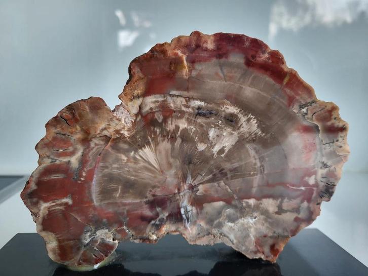 Versteend hout op granieten sokkel, Verzamelen, Mineralen en Fossielen, Fossiel, Ophalen of Verzenden