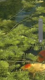 Hoornblad zuurstofplant, Dieren en Toebehoren